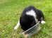 Collie Puppies for sale