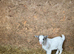 Two Pygmy goat boys looking for a 5 star home.