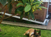 Looking for a loving new home for our 11-month-old female Belgian Malinois.