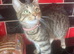 Cute Male Kittens
