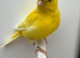 cock canary