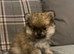 KC registered Pomeranian puppy