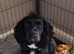 Cocker spaniels