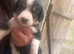 Border collie x beagle pups