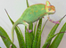 CHAMELEONS