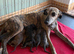 Beautiful whippet puppies for sale