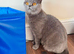 VET CHECKED British Short hair kittens BSH