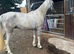15.2  gelding 4 year old