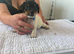 Working parson terrier pups