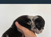 Pocket bully puppies Akbc registered