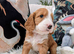 Adorable full DNA tested Cockerpoo puppies