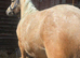 Palomino filly