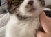 Female cat