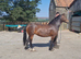 Stunning welsh c mare offers welcome