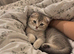 Scottish fold x British shorthair kitten