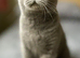 Beautiful 6 Year Old Female Free To Good Home