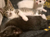Beautiful kittens, ready now!