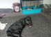 Red Chinese dog cross female