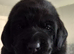 KC registered labrador Retrievers