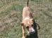 3 Lurcher puppys remaining