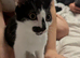 1 kitten left....black and white kitten