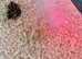 Jumbo coturnix white and brown quails chicks