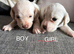 Puppies