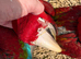 Baby greenwing macaws