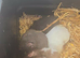 Babies Syrian hamsters