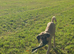 Kangal pup's