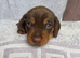 Lovely litter of dachshund puppies