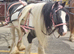 13hh stunning cob mare 7 year old