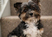 Biewer Terrier Stud