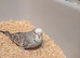 Young budgies for homing