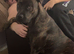 Rottweiler X staffie