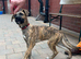 German Shepherd x Boxer
