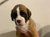 Boxer pup for sale