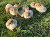 Bourbon red turkey poults