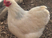 Pekin bantams / hybrid chickens (blue green brown)