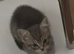 British shorthair x male
