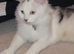 Maincoon cross kitten girl