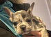 7 French Bulldog Puppies ️
