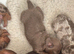 Stunning pedigree mini dauchound