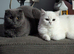 2 male bristish short hair kittens