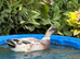 Gorgeous Welsh harlequin X saxony drake