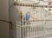 Lovely budgies for sale