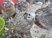 Pol quail