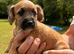 Jackapoo’s for sale