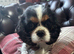 Kennel Club registered Tricolour Cavalier girl available to pet home only - 4 years old.