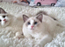 BEAUTIFUL TICA REGISTERED RAGDOLLS KITTENS